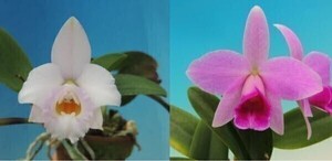 T♪洋蘭　Cattleya alaorii x praestans　 　小苗寄せ植え 　 洋ラン