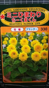 ３袋セット ミニ ひまわり ちーくまくん 向日葵 種 郵便は送料無料