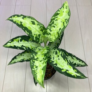 アグラオネマ ピクタム 白戦車 ver福間　Aglaonema pictum“White Chariot“ 1st campur from ver福間 Sumatra barat [AZ0514-2]