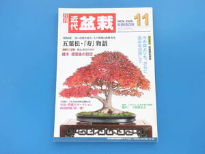 月刊 近代盆栽 2020年11月号/BONSAI/特集:直幹名木五葉松寿物語/五葉松直幹銘樹再生術実技 藤川政幸/懸崖黒松改作 実技味澤守/技法写真解説