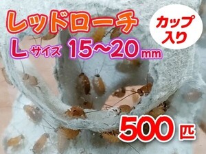 レッドローチ L サイズ 15～20mm 500匹 カップ入り 生餌 爬虫類 両生類 肉食熱帯魚 小型哺乳類 エサ 活餌 [3416:gopwx2]