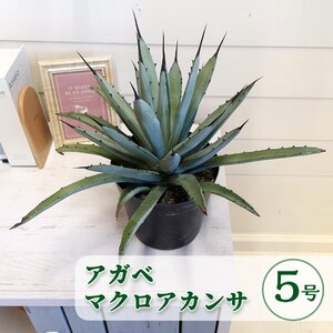 現品 １鉢限り アガベ マクロアカンサ 5号 鉢植え ドライガーデン 多肉植物