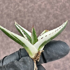 【Lj_plants】Z36 アガベ 多肉植物 笹の雪 氷山 極上班 極上株