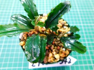 ◎2783TN342　 (自家栽培）水草　ブセファランドラ　Bucephalandra sp. Brownie Phantom①