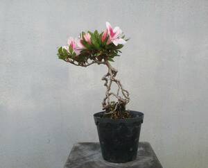 小品　根上がり　さつき盆栽　　◆女峰山◆　　鉢　　　３号深