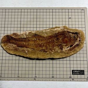 化石 鑑賞石 古代魚 標本 天然 原石 山女魚 ヤマメ アマゴ 川魚