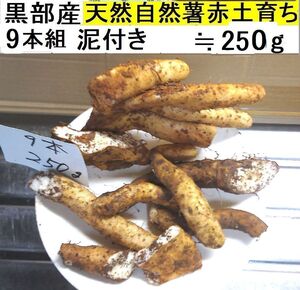 【送料無料】(関東 東海 近畿 北陸 信越)黒部産・超粘り！赤土粘土の典型的天然自然薯9本≒250g