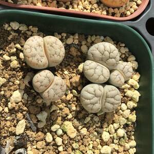 種子30粒　C188 リトープス　雲映玉　Lithops werneri