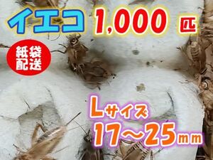 ヨーロッパイエコオロギ イエコ Lサイズ 15mm～20mm 紙袋配送 1000匹 生餌 死着保証10% 爬虫類 両生類 トカゲ カエル [3711:gopwx]