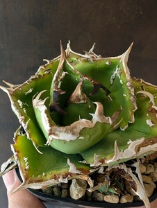 【AGAVE TITANOTA CJspecial】あまり見かけないタイプ　アガベ　チタノタ　子株 