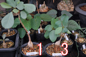 レア　フィカス　Ficus burkei　1株