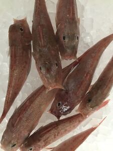 カナガシラ　1キロ（追加購入可能）送料一律 鮮度抜群 愛媛県豊後水道産漁師直送 他鮮魚アリ！ 冷凍発送！　ホウボウの仲間