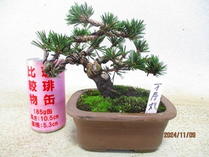 [讃岐屋緑兵衛] 珍品・変種 千寿丸＊単葉性 (11808紫泥長方鉢)全高：20㎝※同梱包は「まとめて取引」手続厳守※送料明記＊説明必読