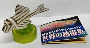  熱帯魚　インペリアルゼブラプレコ　プレコ　ナマズ　フィギュア