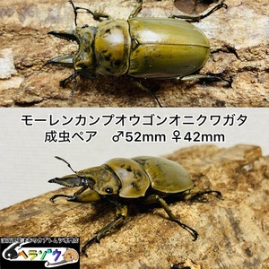 モーレンカンプオウゴンオニクワガタ　ペア　♂52mm♀42mm 野外採集品