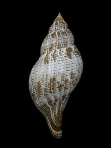 貝の標本 Fasciolavia tulipa 126.4mm. 