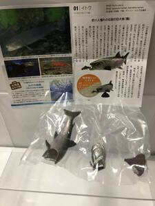 北海道フィギュアみやげ3 イトウ