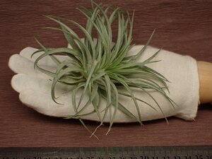 Tillandsia stricta 