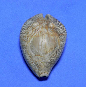 貝の標本 Cypraea(Barycypraea) orangensis 36.1mm.