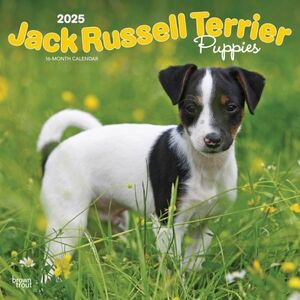 ★新品★送料無料★ジャック・ラッセル・テリア 子犬 2025 カレンダー★Jack Russell Terrier Puppies