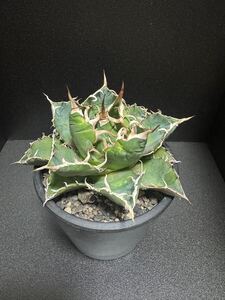 アガベ チタノタ AGAVE TITANOTA 白鯨