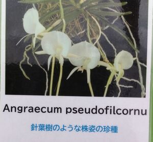 【北軽ガーデン】＊熱帯植物＊Angcm.pseudofilicornu＊洋ラン原種＊アングレカム　シュードフィリコルヌ＊希少種＊マダガスカル島原産＊