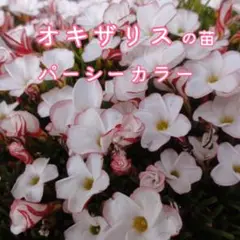 オキザリス　パーシーカラー　苗　40芽