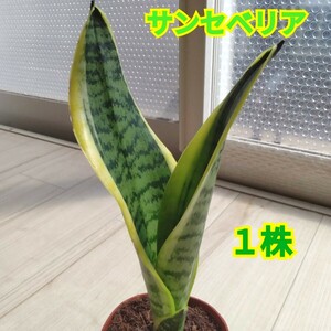 サンセベリア１株☆鉢植え☆サンスベリア☆トラノヲ☆２０cmぐらい☆初心者にもお勧めです◎