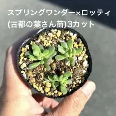 多肉植物　スプリングワンダー×ロッティ　古都の葉　カット苗　希少　大人気品種