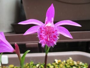 【24514】球根　大輪朱鷺草・タイリントキソウの　中玉位(写真のもの)1個　赤花　大輪トキソウ　タイリントキ草　何点でも送料170円