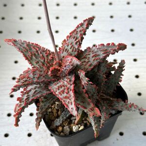 アロエ 実生 ハイブリッド 多肉植物 Aloe hybrid 71