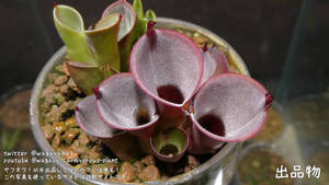 Heliamphora minor Burgundy Black -食虫植物 パルダリウム 熱帯植物 山野草