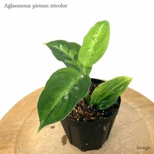 アグラオネマ ピクタム トリカラー (Aglaonema pictum tricolor 小苗)