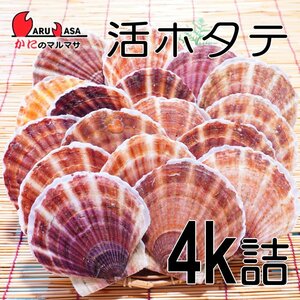【かにのマルマサ】北海道産 活ホタテ貝 4キロ詰