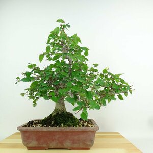 盆栽 欅 樹高 約11cm けやき Zelkova serrata ケヤキ 紅葉 ニレ科 ケヤキ属 落葉樹 観賞用 小品 現品