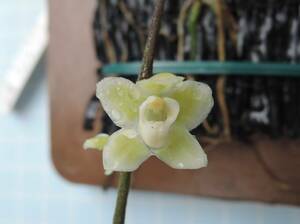  洋蘭　キロスキスタ・イクスティンクトリソルミス　(Chiloschista extinctoriformis)　無葉蘭　山野草　着生蘭　野生ラン