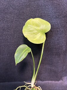 a60 モンステラ 斑入り 発根済み 天津蘭 ホワイトモンスター デリシオーサ variegata 白斑 Monstera deliciosa 売り切り