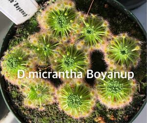 ■食虫植物/モウセンゴケ/ピグミードロセラ D.micrantha Boyanup のムカゴ