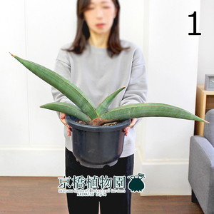 【現品】サンスベリア・バナナ 8号 黒鉢（1）Sansevieria Banana