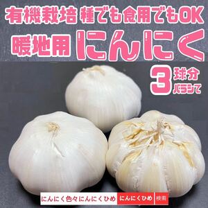 3球分バラして即発送　優しい栽培方法のにんにく　種食兼用　にんにくひめ