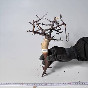 390 Commiphora kataf pure コミフォラ カタフ ピュア　ベアルート株