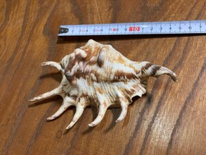 貝　貝殻　貝殻標本　ムラサキムカデソデ　クモガイ　ムカデソデ　？　昔 骨董 アンティーク ビンテージ 昭和レトロ 伝統 『益』