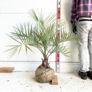 ココスヤシ　約:80cm 【Butia capitata/シルバーヤシ/シルバーリーフ/ヤシの木/シンボルツリー/ドラセナ/根巻】244479