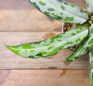 アグラオネマ ピクタム "Endor"【LA0915-03j】LA便 ネームド株 Aglaonema pictum エンドア