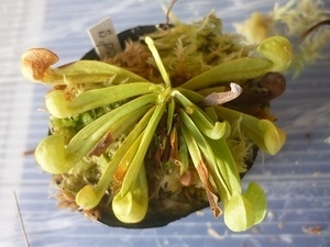 食虫植物サラセニア psittacina heterophylla