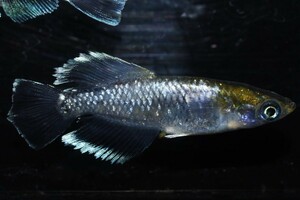 【雅めだか】マリリン光体型　稚魚7匹　画像親です　背曲がり無し