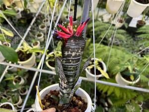 ＫＮ　１円！　リサのタグ付き！　ビルベルギア　‘ドミンゴス　マルティンス‘（BILLBERGIA VITTATA `DOMINGOS MARTINS`）　0.8Ｍ以下