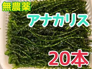 無農薬 アナカリス 20本 20cm以上 即決価格 エビ ザリガニ メダカ 金魚 餌 金魚草 金魚藻