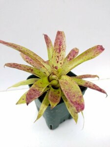 選抜株　Tillandsia venusta　ティランジア・ヴェヌスタ