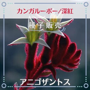 追跡番号付【種子販売】カンガルーポー/深紅*種子12粒